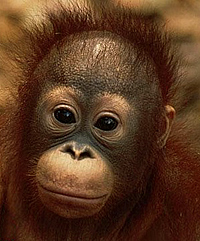 Borneo Wildlife