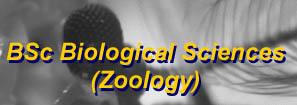 [zoology logo]