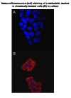 Hyperlink to picture of immunofluorescence assay