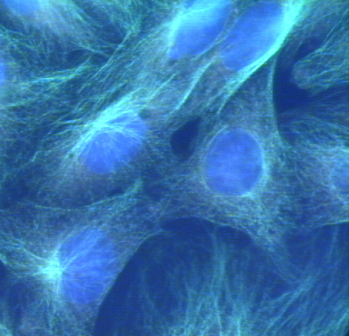 Cell Image