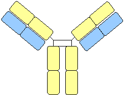Picture of an antibody