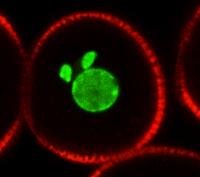 pollen grain